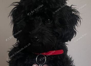 Black cavapoo