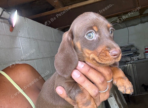 Beautiful female dashhounds