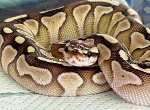 Royal Pythons X2