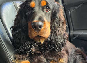 Ralphy KC Registered Show Cocker Spaniel