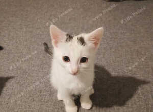 Kittens