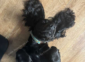 11 month old WORKING cocker spaniel