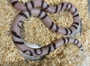 Ghost Aberrant Honduran Milk Snake at Birmingham Reptiles