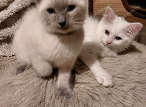 2 RAGDOLL X