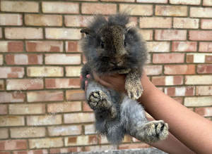 Baby bunnies!
