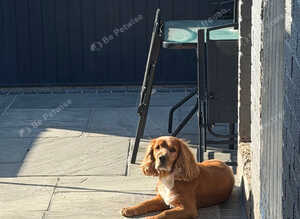 REHOME male cocker spaniel Benji