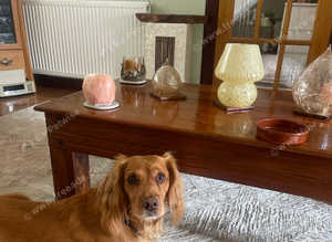 Stunning golden cocker spaniel stud available excellent pedigree and kennel club registered 3 years old good temperament good with other pets and chil
