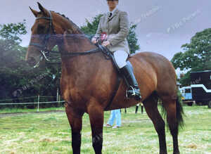 Dressage Coach