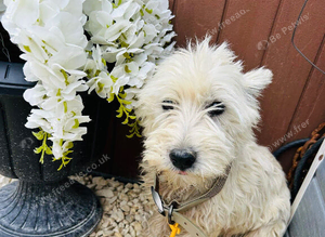 West Highland terrier girl age 3