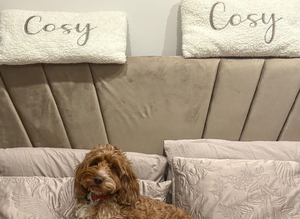 gorgeous cockapoo boy for stud