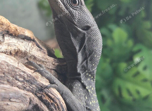 Black Tree Monitor at Birmingham Reptiles