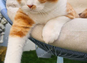 Beautiful Home-Raised BSH & Selkirk Rex Kittens