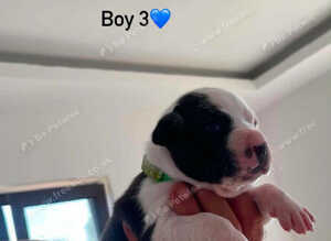 10 beautiful blue staffy