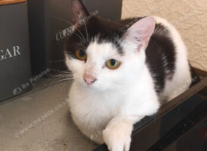 Dwarf Female Cat to rehome 1 y o