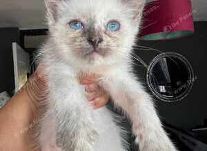 Fluffy Ragdoll x absolutely stunning