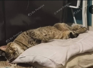 Lost Tabby cat