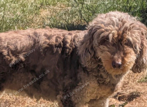 Cockerpoo