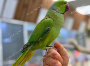 Ring neck