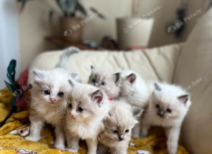 Beautiful Ragdoll Kittens Looking for Their Forever Homes