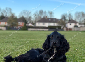 Cedric the working spaniel