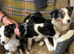 5 tri colour and blue Merle border collies looking for lovely homes