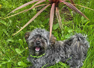 18 month adorable havanese needs a home