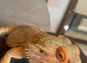 Make beared dragon and set up