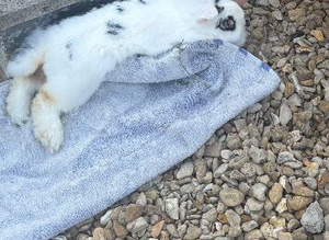 Mini loop rabbit