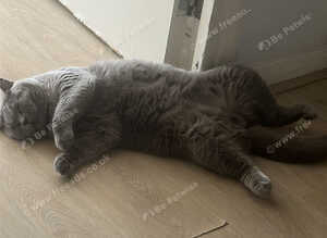 British short hair male rehome