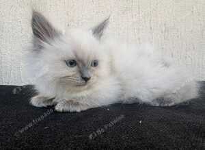 Sunning ragdoll kittens
