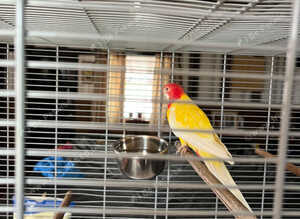 Hen rosella lutino