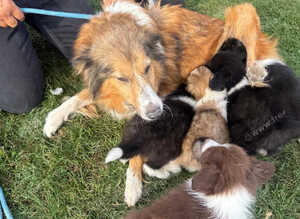 The most adorable puppies the perfect cross