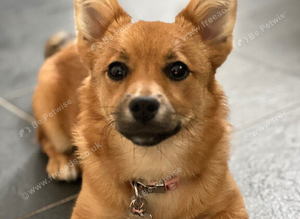 I&rsquo;m Looking for a fox face German spitz for stud