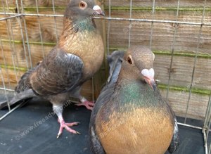 GOLD BREASTED GIMPLE RACING PIGEONS