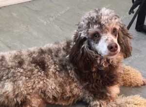 Toy Poodle at stud Chocolate Merle carrying Phantom