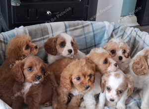 Cavapoo F1B