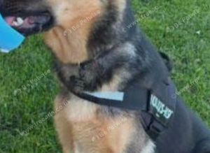 German shepherd