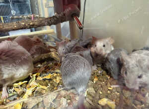 Fancy Mice