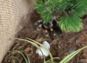 Brachypelma hamorii - Mexican red knee tarantula
