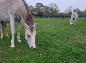 Full grass livery available
