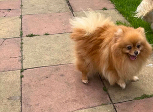 Pomeranian