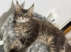 Maine Coone kittens