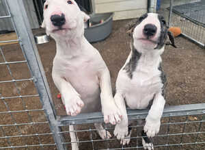 English bullterrier pups