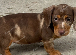 most gorgeous, beautiful dachshunds