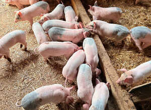Saddleback cross Welsh weaners