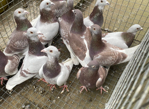 Bricoux pigeons