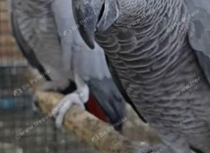 African Grey Pair Wanted