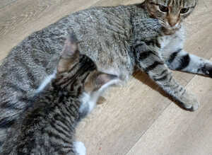 Bengal crosses