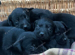 Beautiful KC Black Labrador Puppies