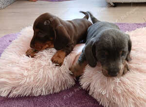 1 lilac and tan boy available and 1 chocolat and tan girl